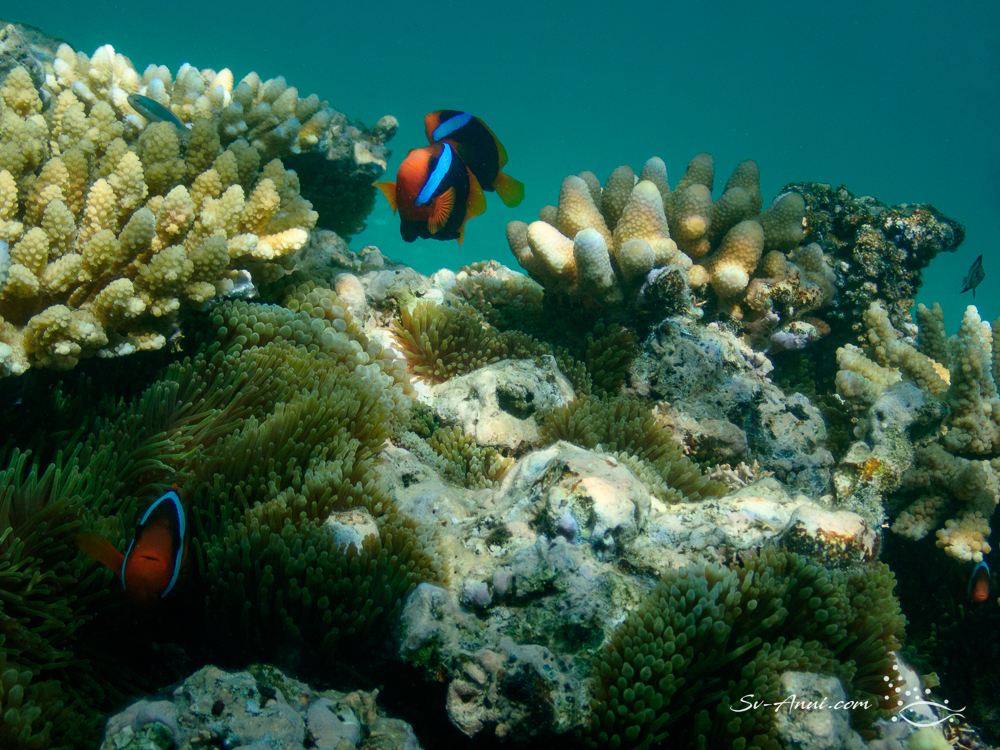 Blackback Anemonefish