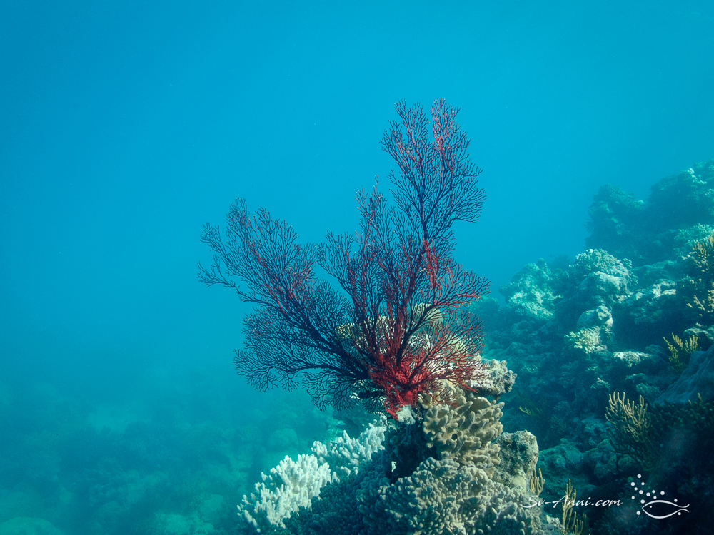 Red Gorgonian Fan