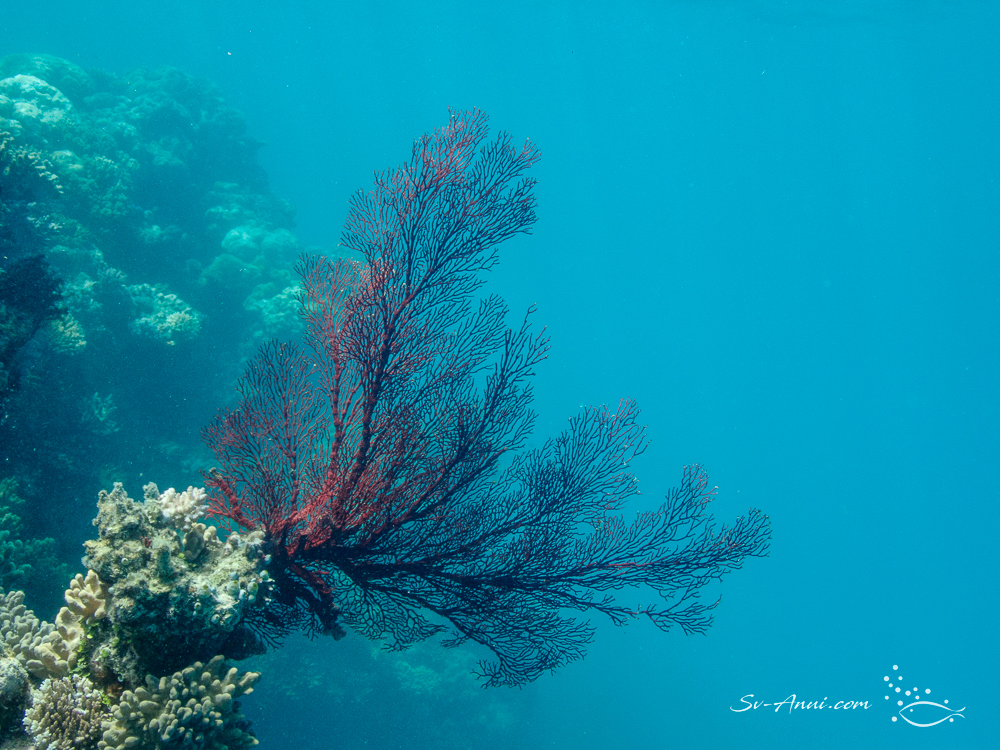 Red Gorgonian Fan