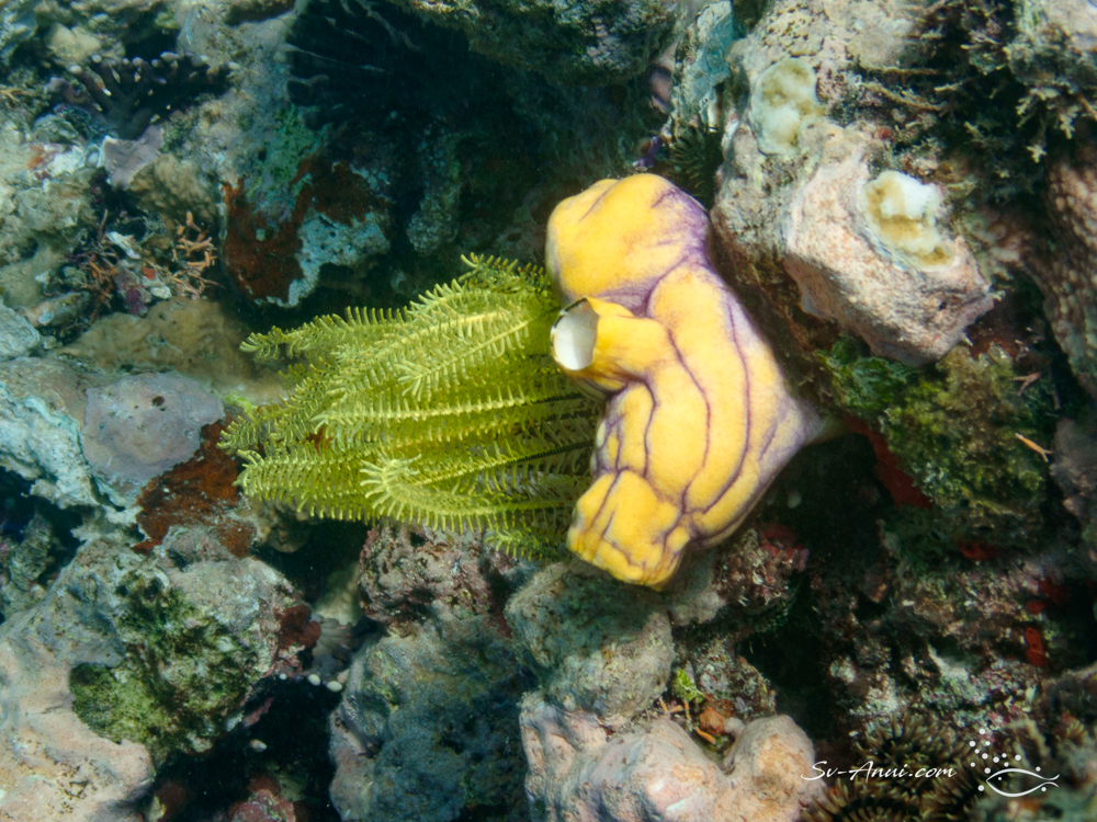 Green crinoid and Tunicate