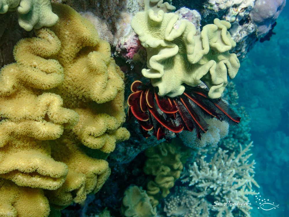 Crinoid and Sarcophyton