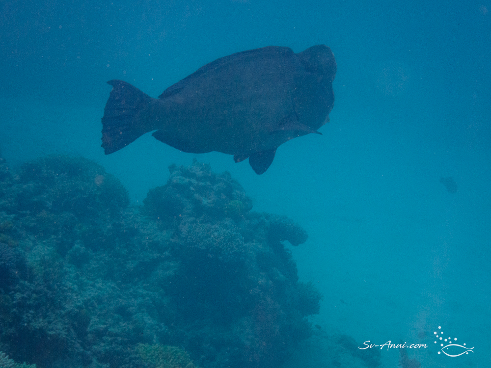Bumphead Parrotfish