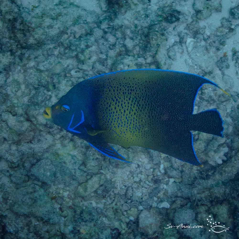 Blue Angelfish