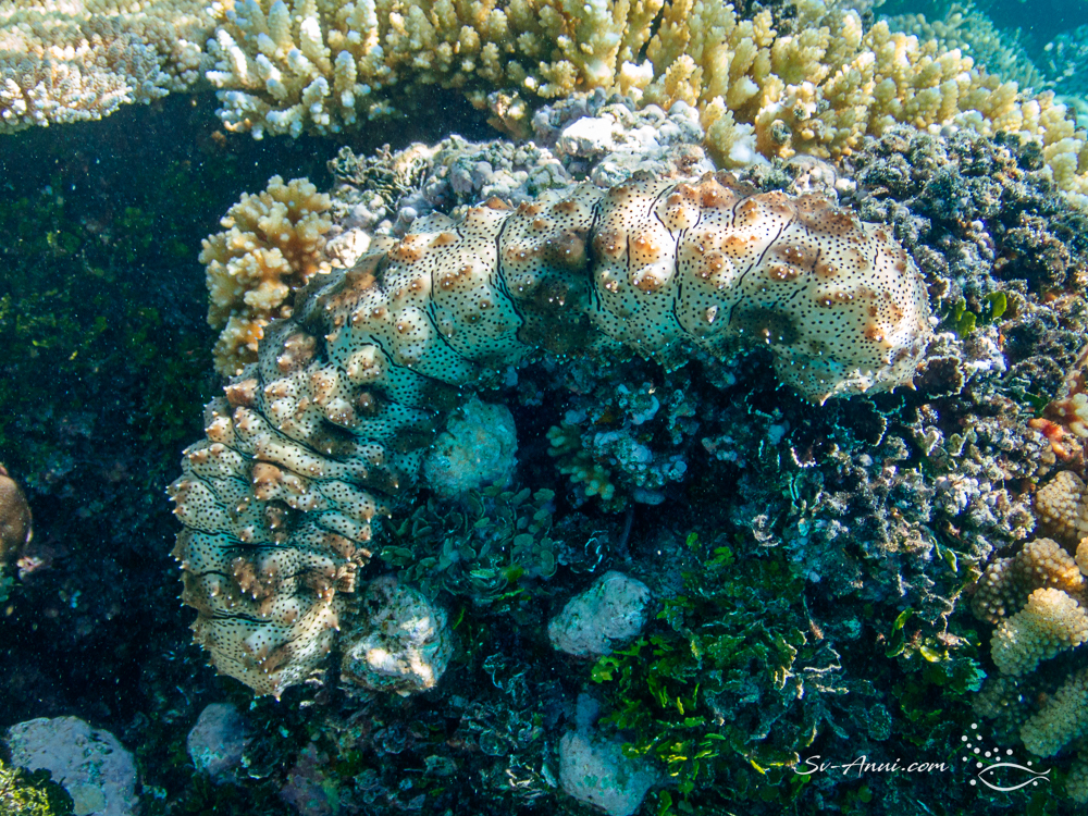 A sea cucumber with its feeding feelers out