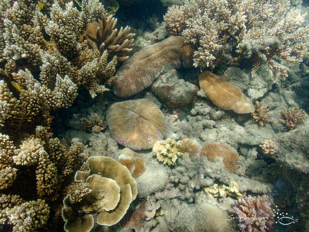 Mushroom corals
