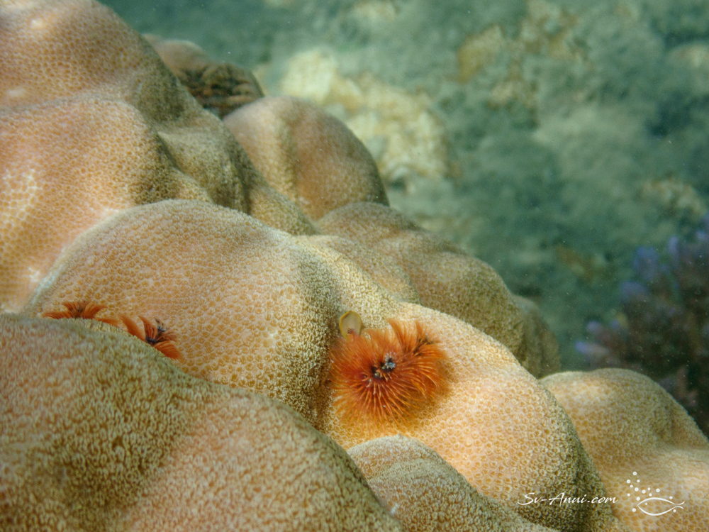 Christmas Tree Worms