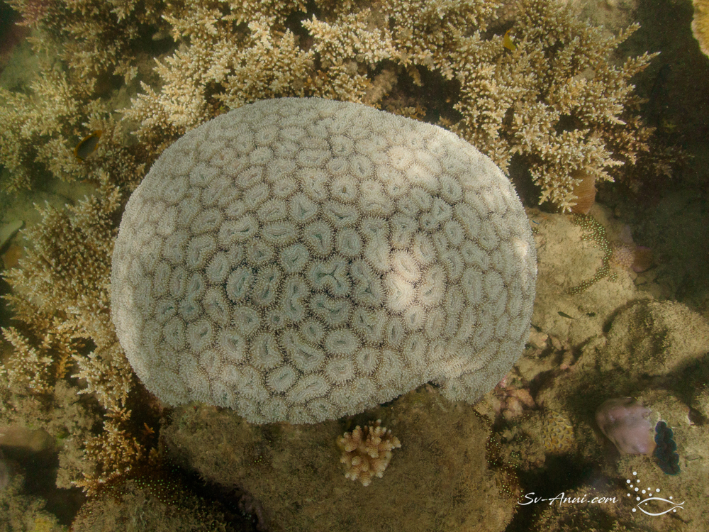 Lobophyllia
