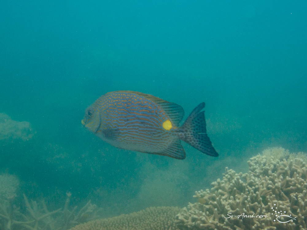 Goldline Rabbitfish