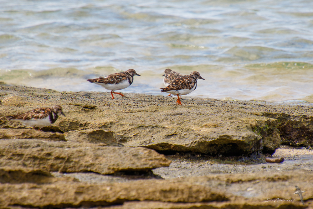 Ruddy Turnstone