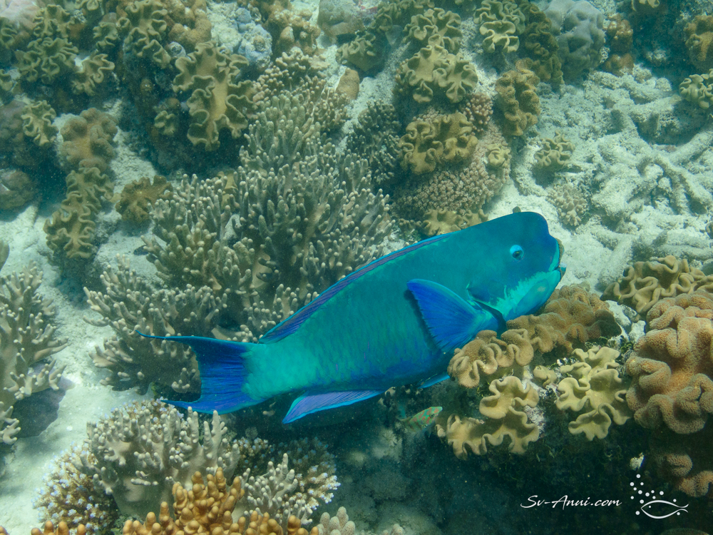 Steephead Parrotfish
