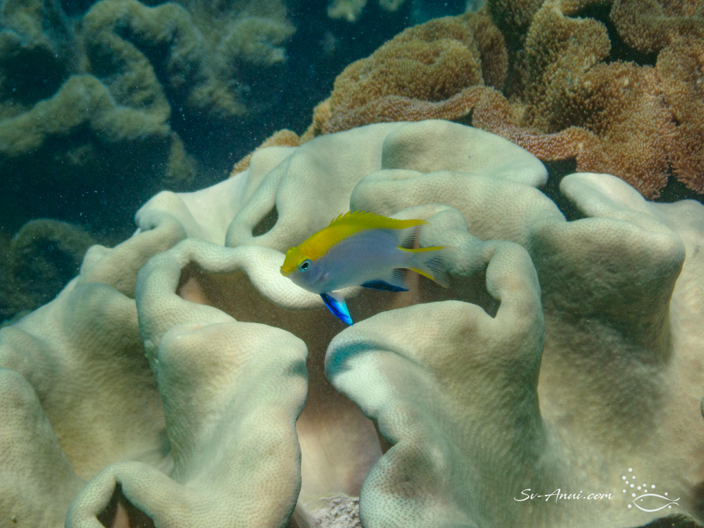 Juvenile Black Damsel