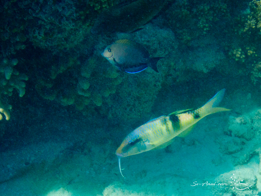 Banded Goatfish and Surgeonfish