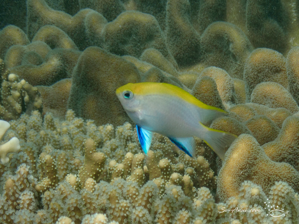 Juvenile Black Damsel