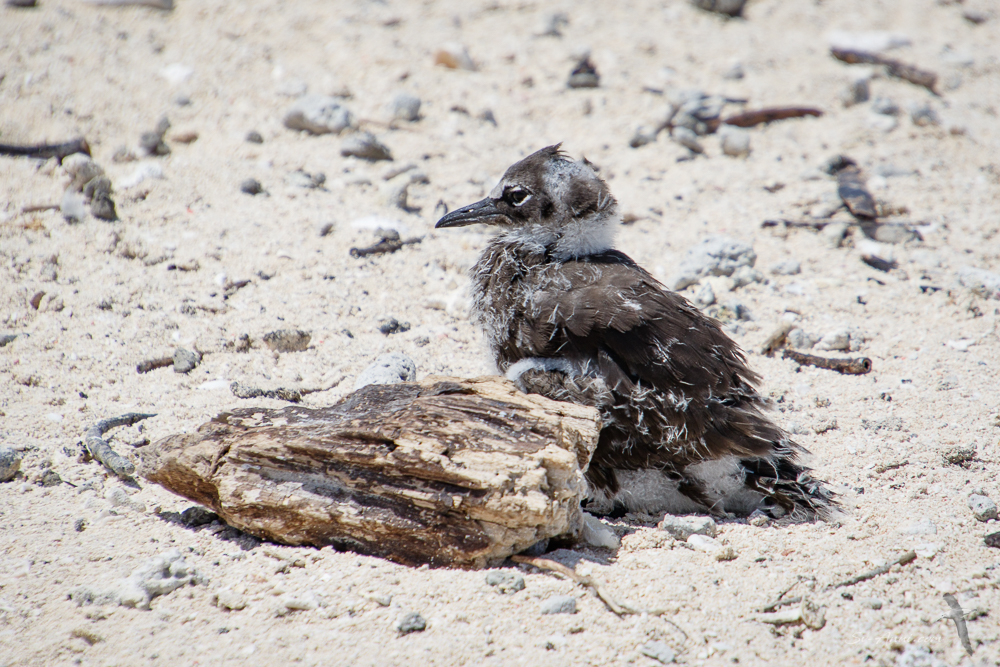 Noddy Chick