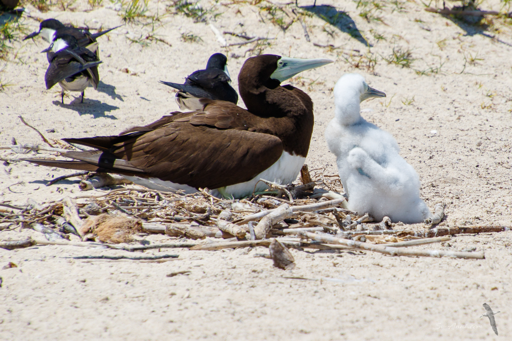 Brown Boobie and downy chick