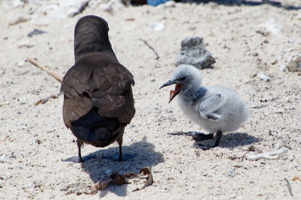 Hungry noddy chick