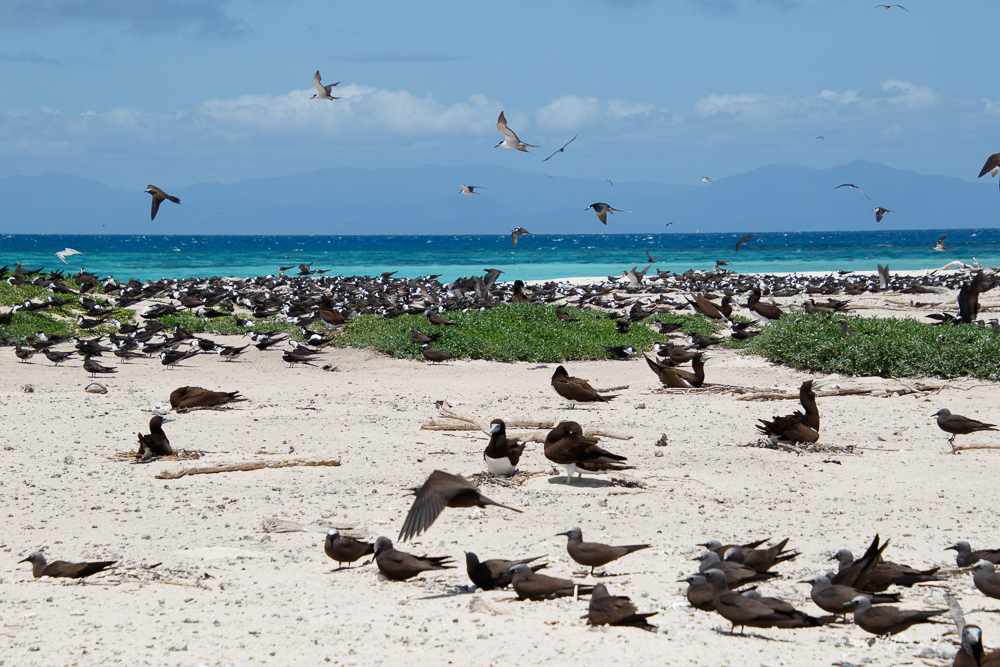 Michaelmas Cay