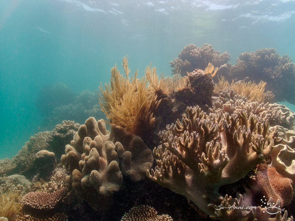 Soft Coral species
