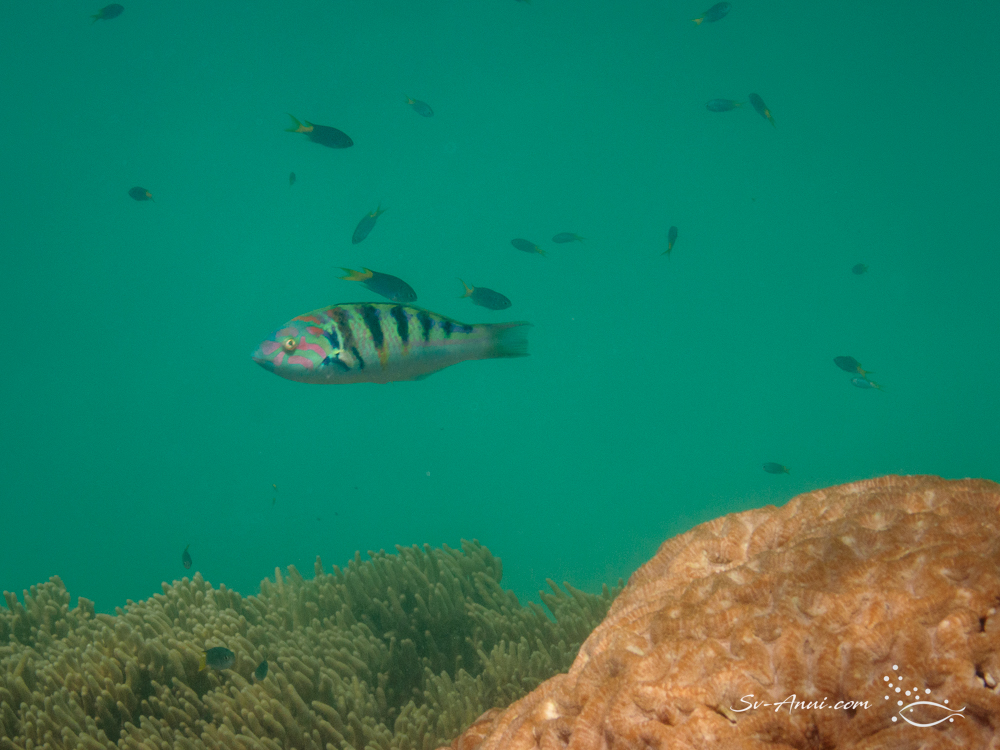 Sixbar Wrasse