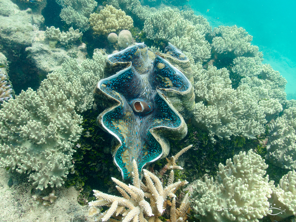 Giant Clam Tridacna giga