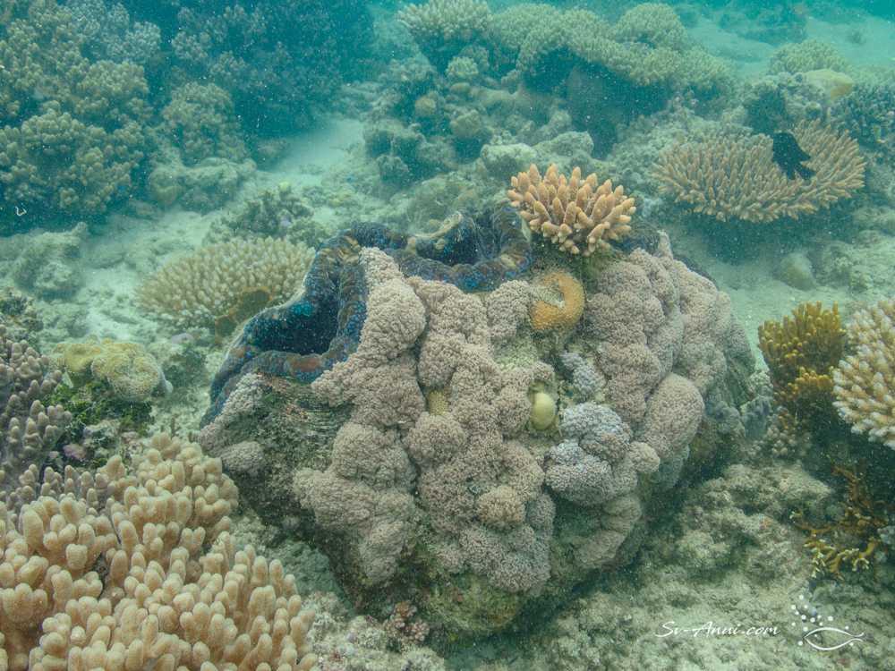 Giant Clam Tridacna giga