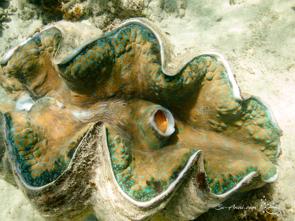 Giant Clam