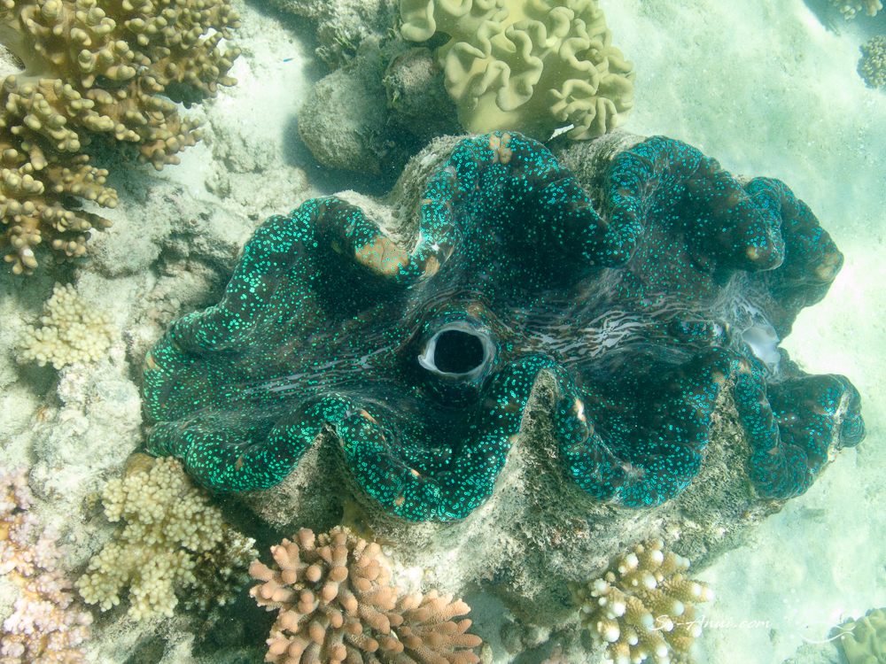 Giant Clam