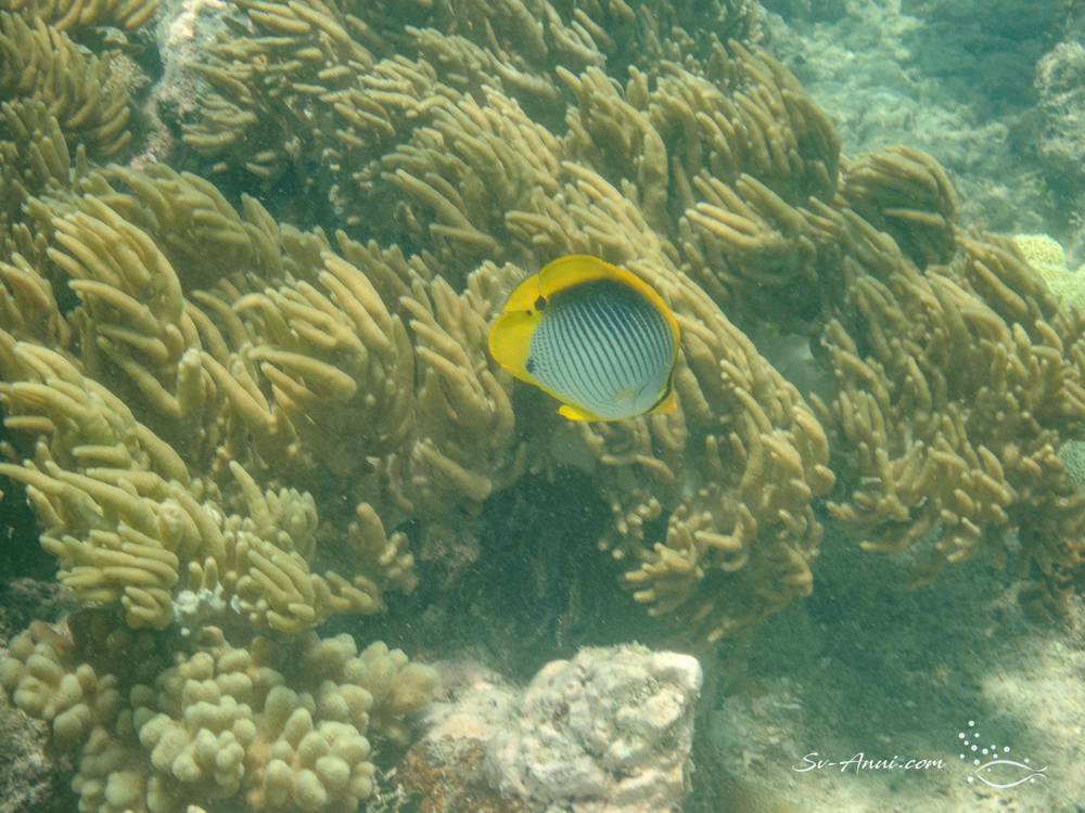 Blackback Butterflyfish among the finger soft coral