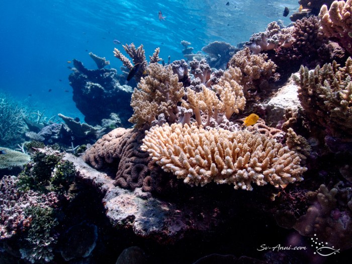 Mix of hard and soft corals