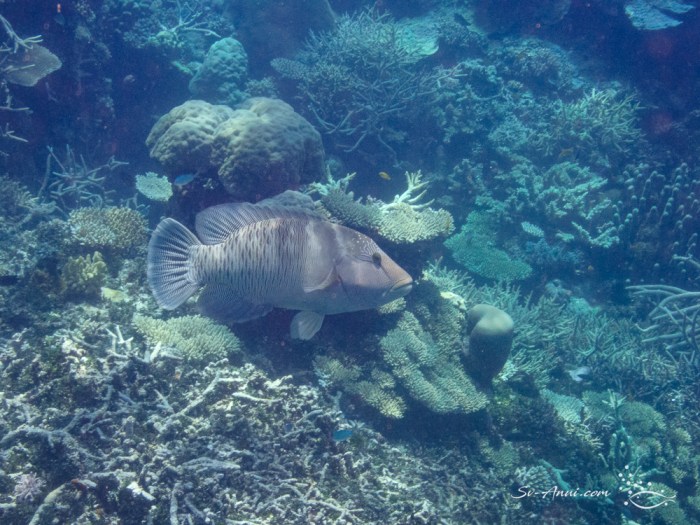Maori Wrasse