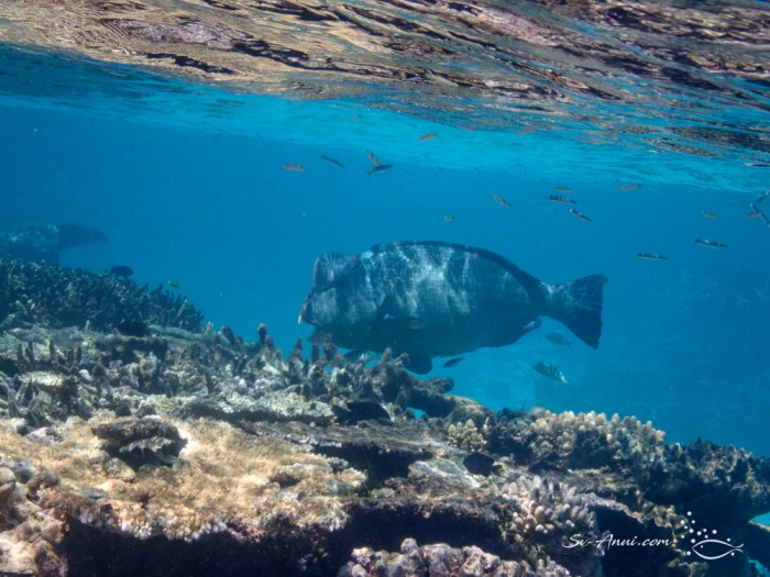 Bumphead Parrotfish
