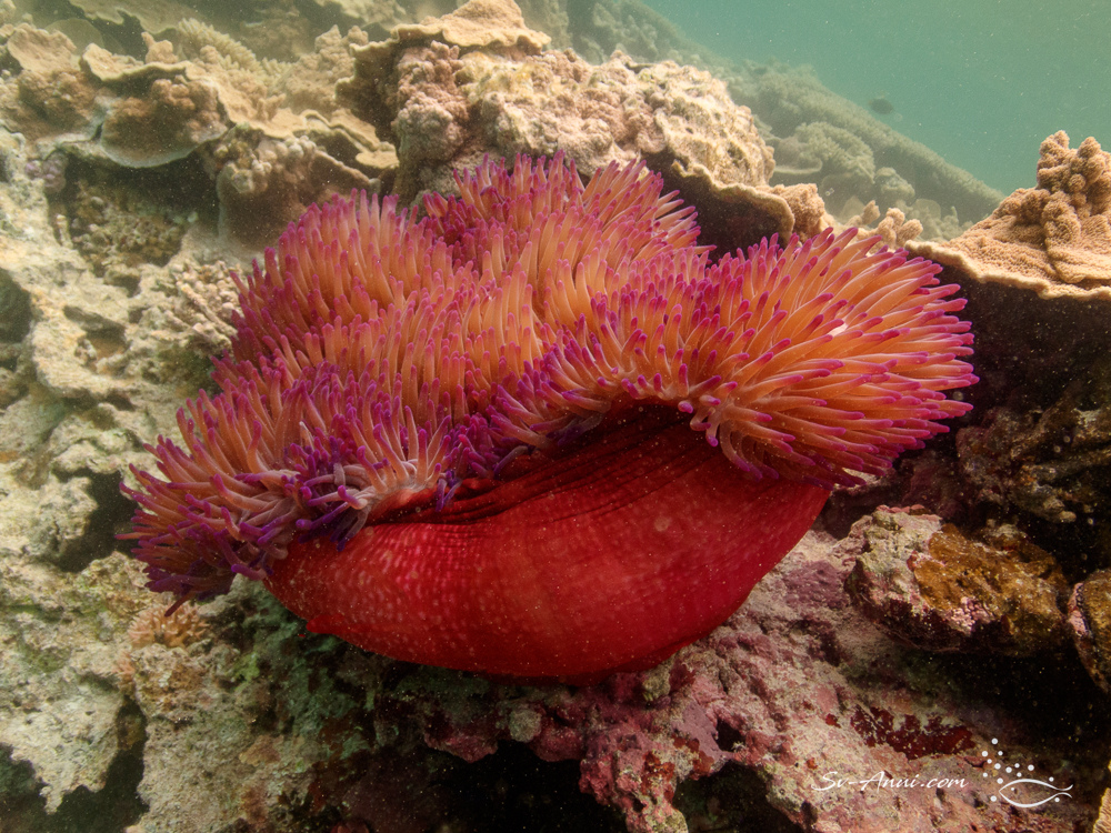 Sea Anemone