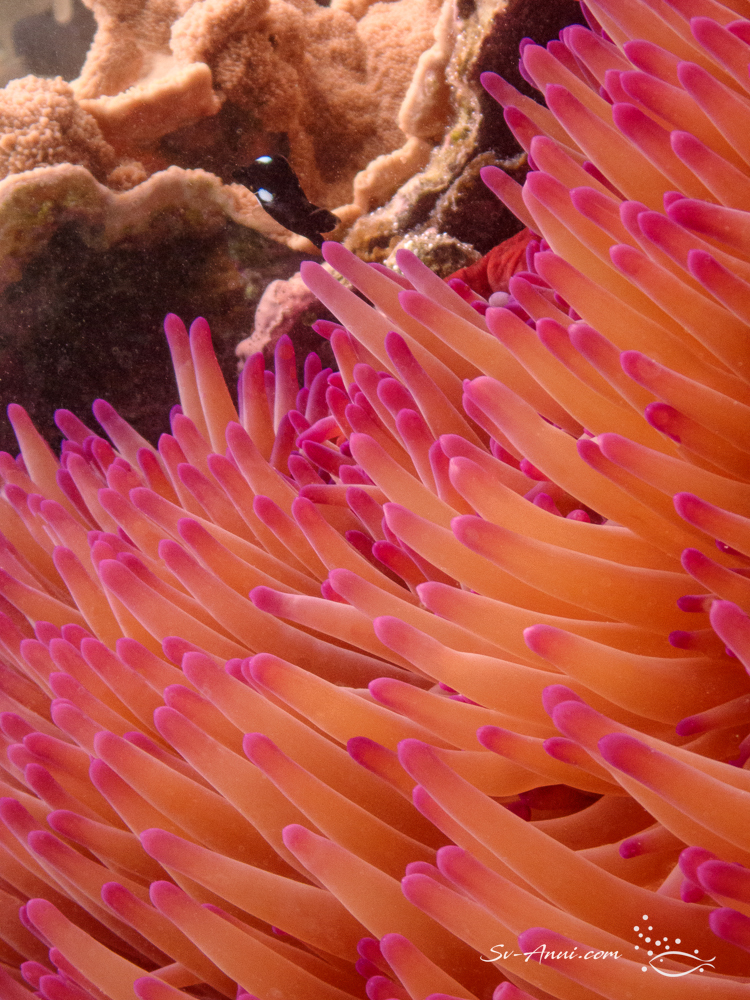 Sea Anemone