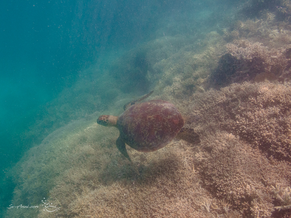 Green Sea Turtle