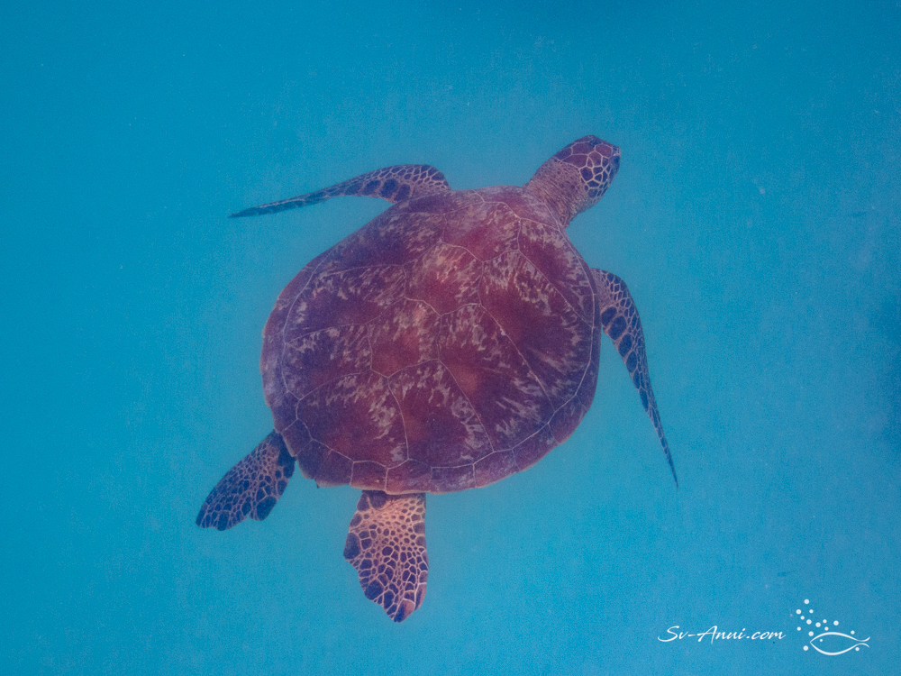 Green Sea Turtle