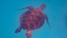 Green Sea Turtle