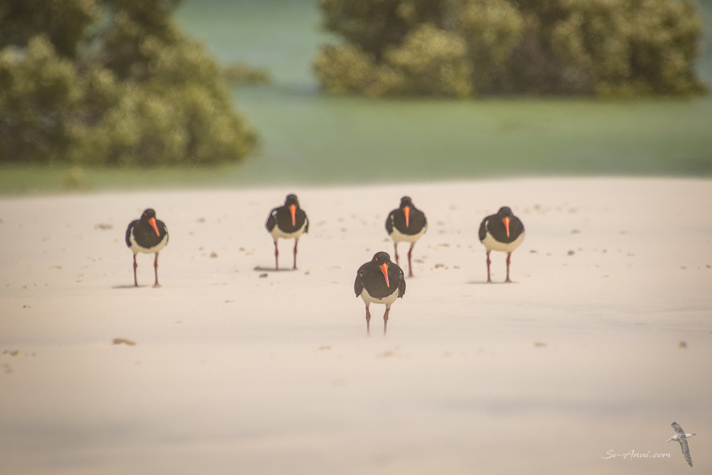 Oyster catchers facing into wind