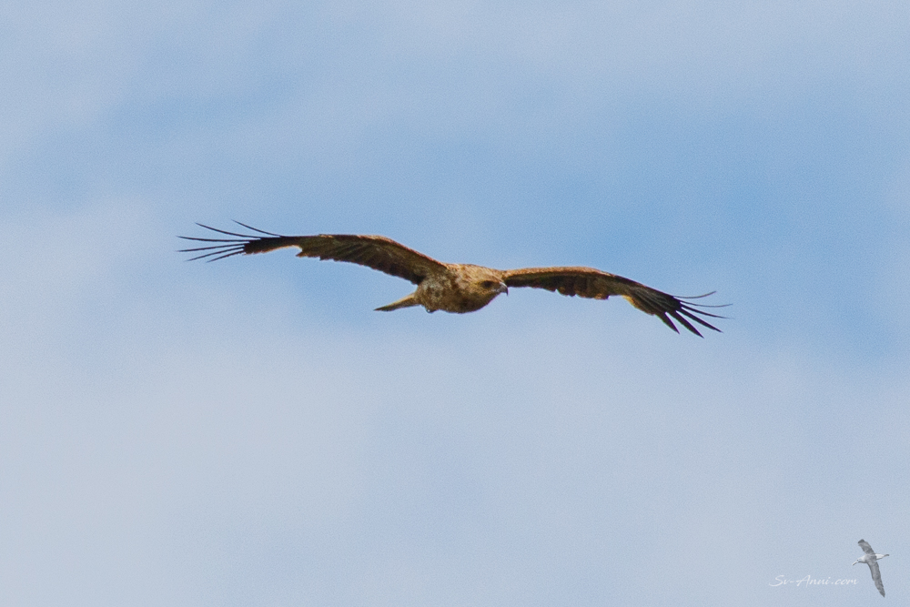 Immature Whistling Kite