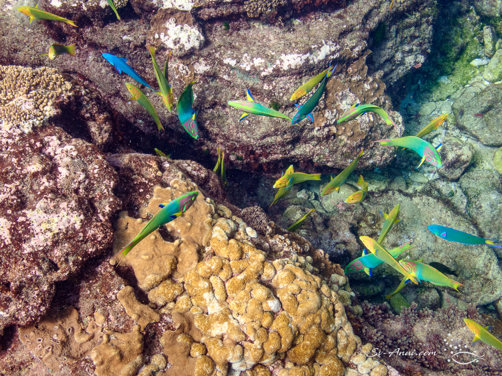 Rainbow of Moon Wrasses at Flinders Reef