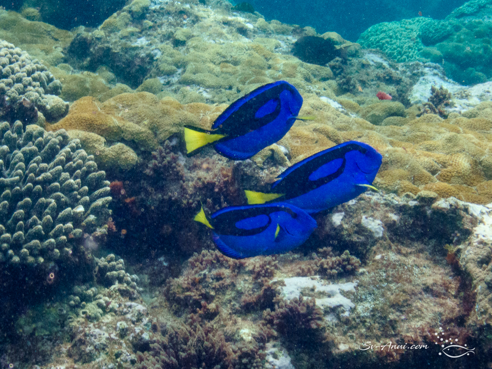 Blue Tangs at Flinders Reef