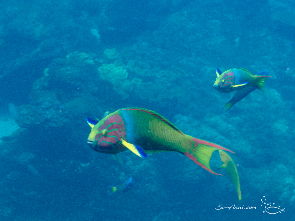 Green Moon Wrasses