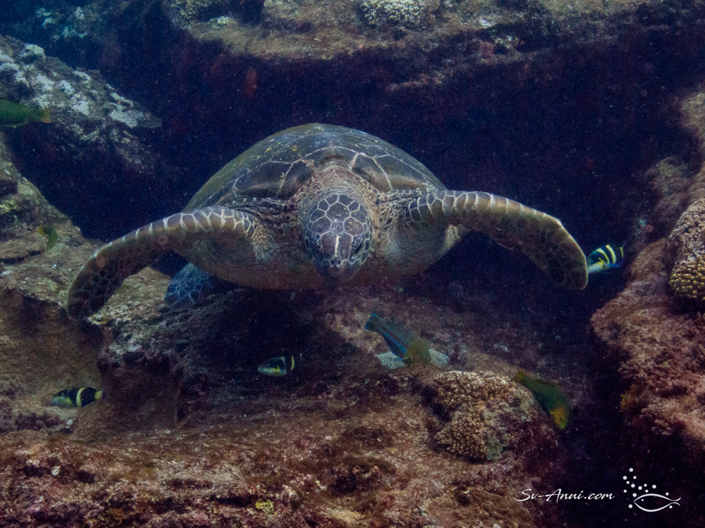 Green Turtle wedged in the rocks