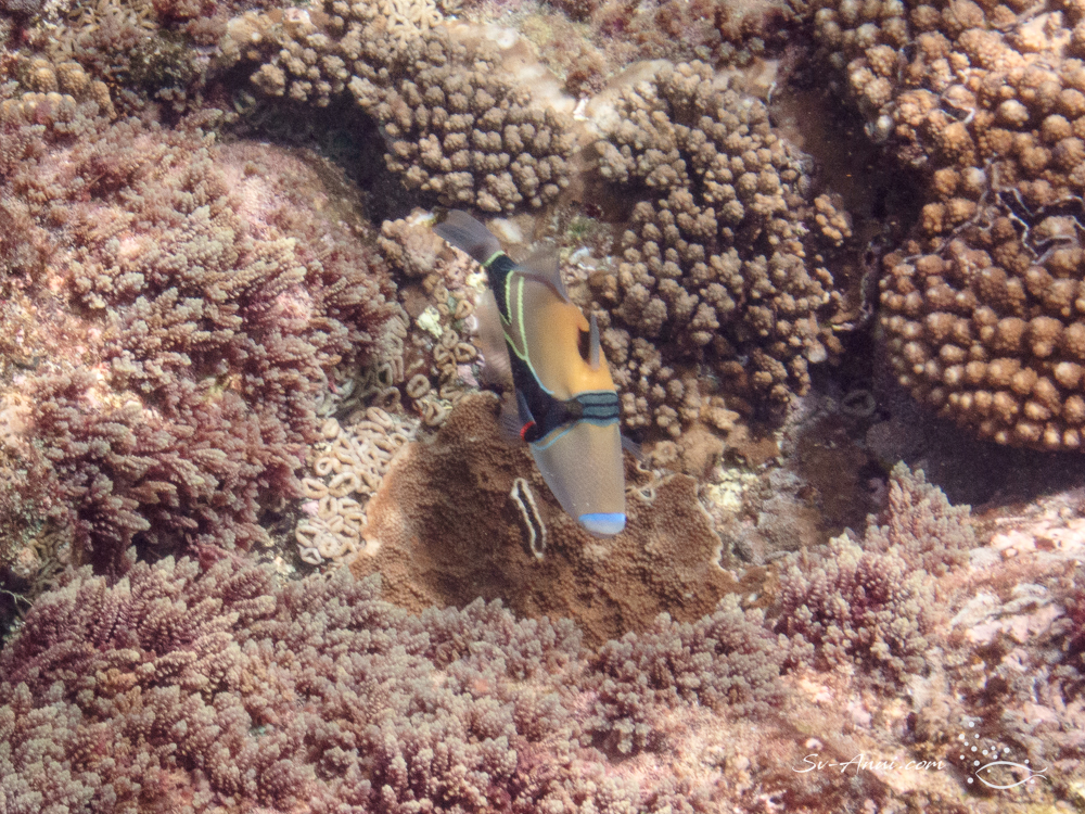 Wedgetail Triggerfish
