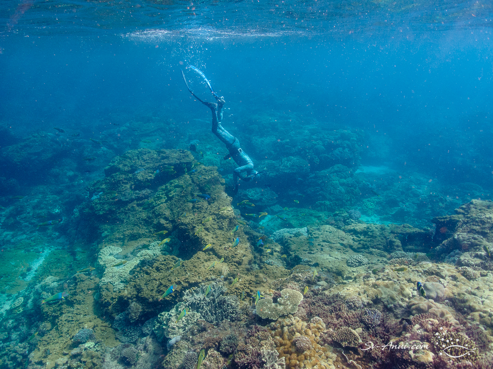 Coral Cover at Flinders Reef