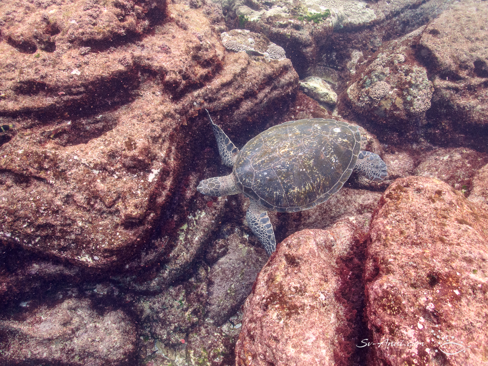 Green Sea Turtle at Flinders Reef