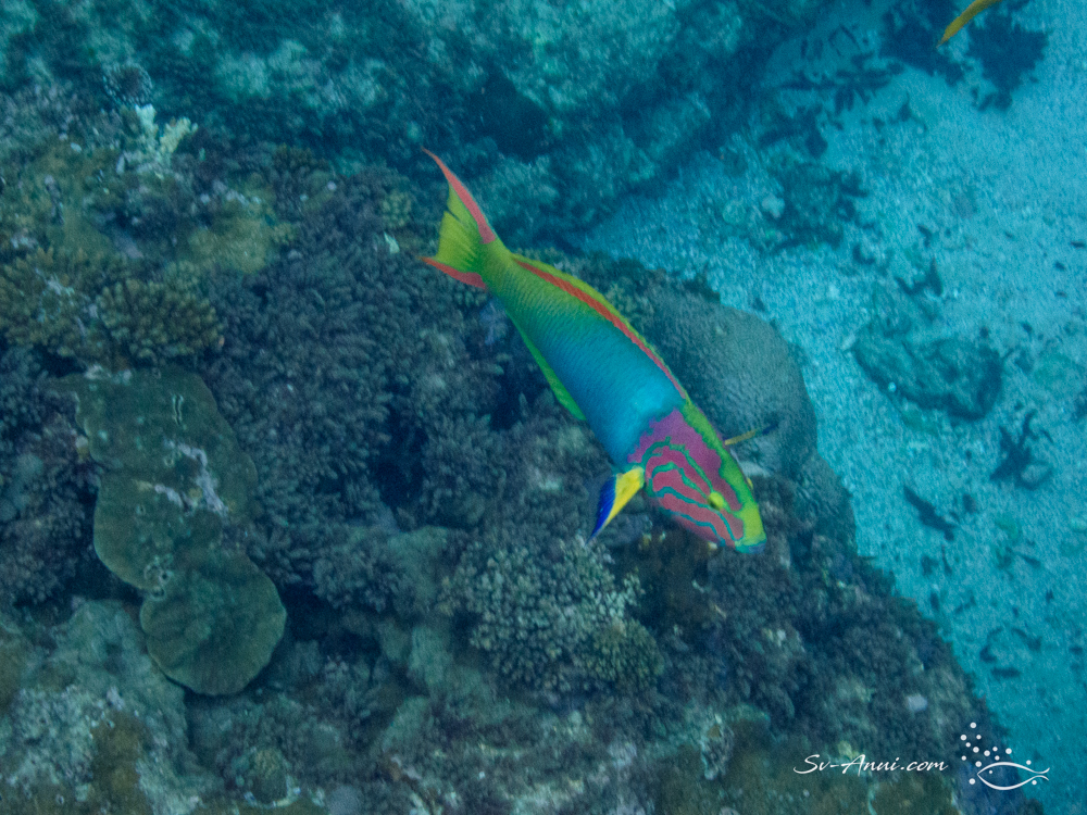 Moon Wrasse