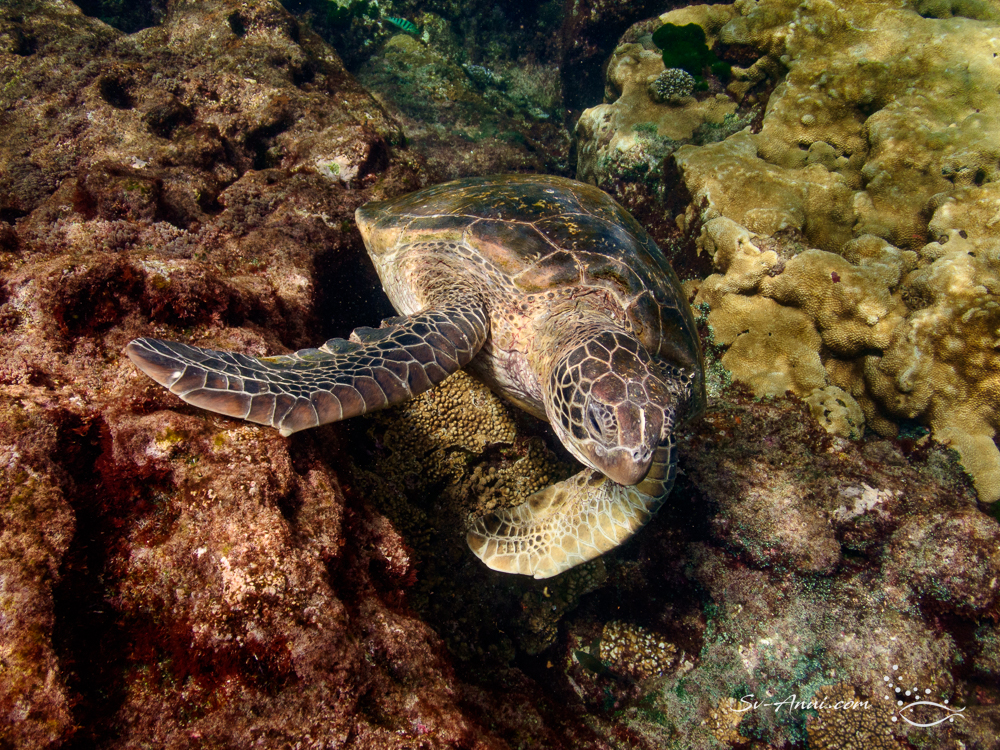 Turtle wedged in the rocks