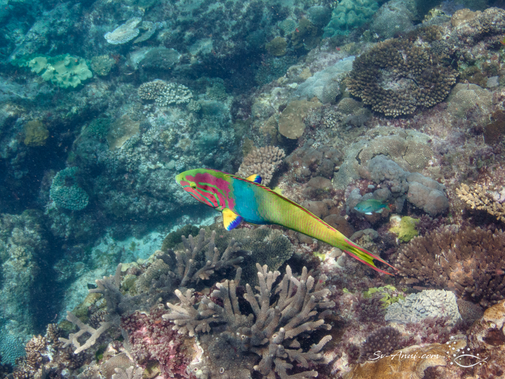 Moon Wrasse at Flinders Reef