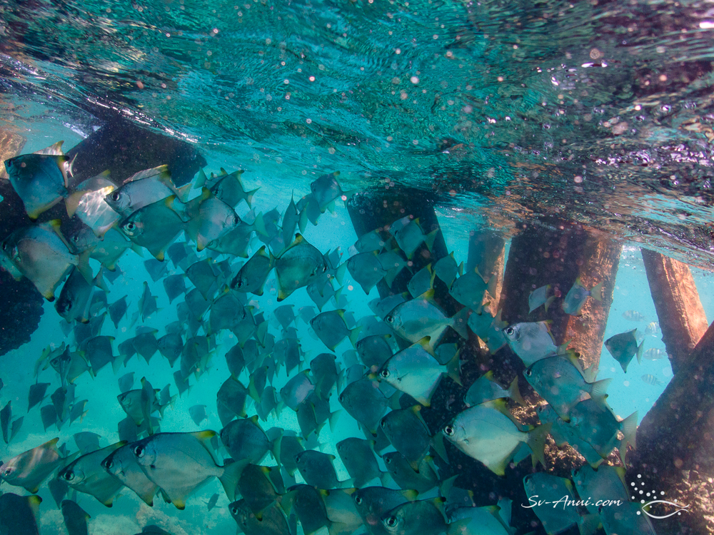 Tangalooma Wreck and a school of darts