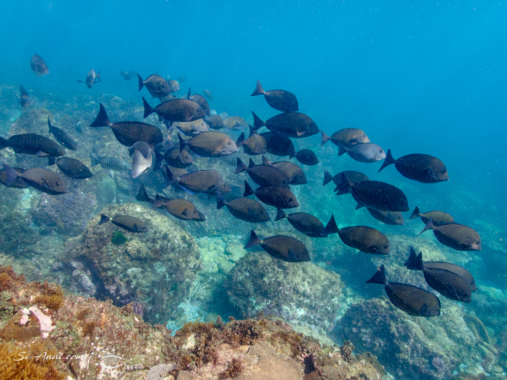 School of Surgeonfish at SW Solitary